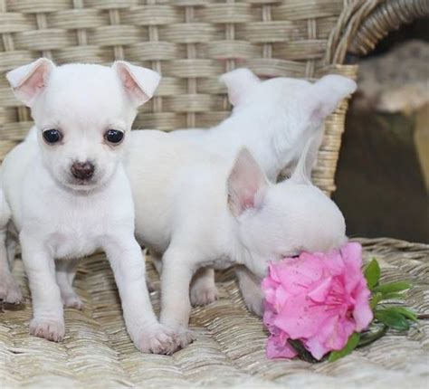 If you have a friend or family member who already has a dog, that is the best place to go and ask about the puppies. . Chihuahua puppies for sale in iowa